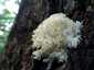 Közönséges petrezselyemgomba (Hericium coralloides), Budai-hegység